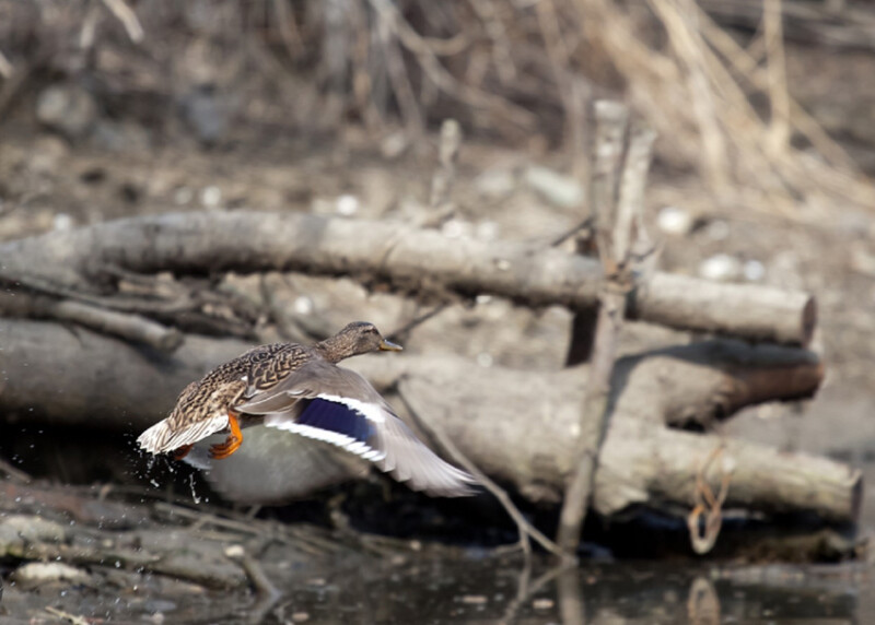08 / Kiss János / Hármas-Körös / 2016. 03. 11.