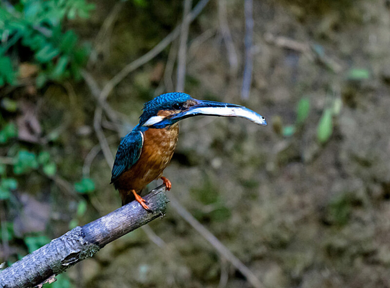 09 / Kiss János / Kákafoki-holtág / 2017. 07. 18.
