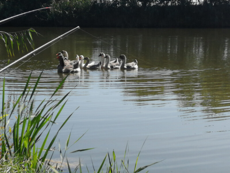 105 / Polgár Cintia / Félhalmi-holtág / 2019. 09. 15.