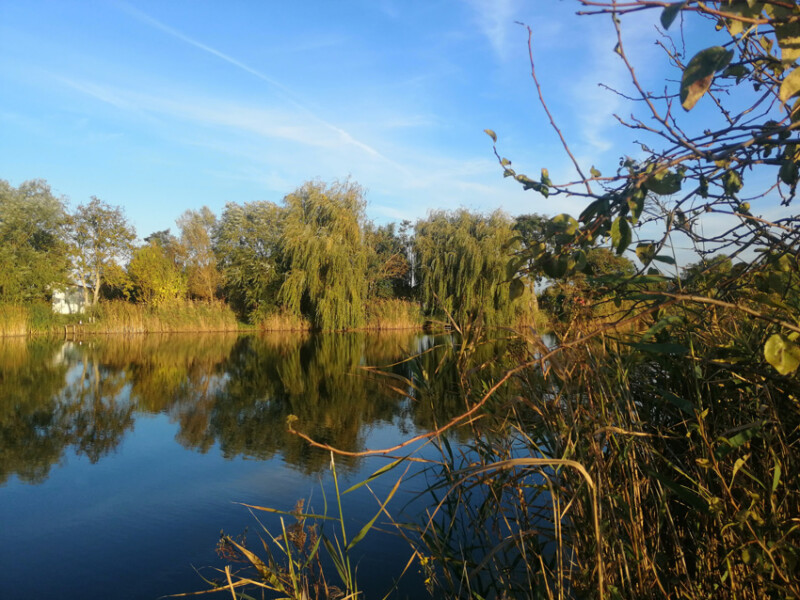 107 / Polgár Cintia / Félhalmi-holtág / 2019. 10. 11.