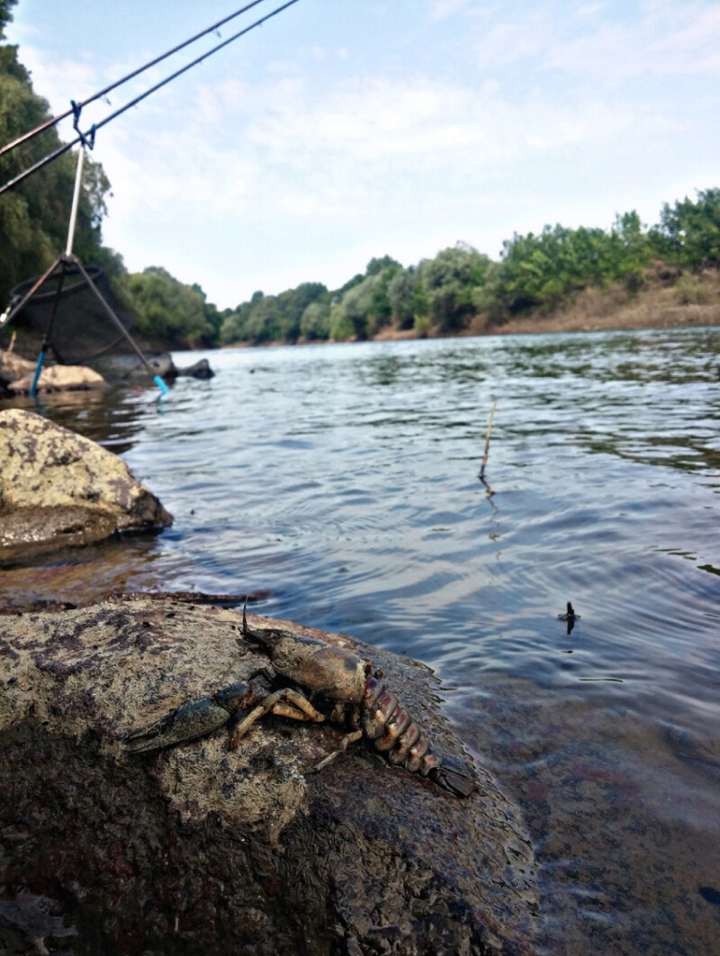 108 / Kovács Krisztián / Hármas-Körös / 2019. 05. 09.