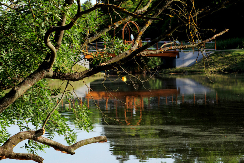 15 / Mészáros Tünde Rita / Hantoskerti-holtág / 2016. 06. 29.
