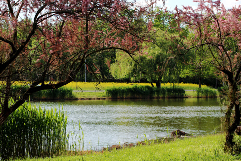21 / Mészáros László / Gyopárosi tavak / 2017. 04. 30.