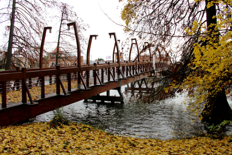 22 / Mészáros László / Kákafoki-holtág / 2019. 11. 16.