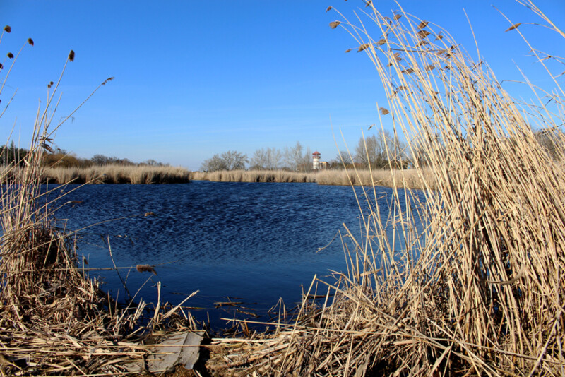 23 / Mészáros László / Gyopárosi tavak / 2017. 03. 04.