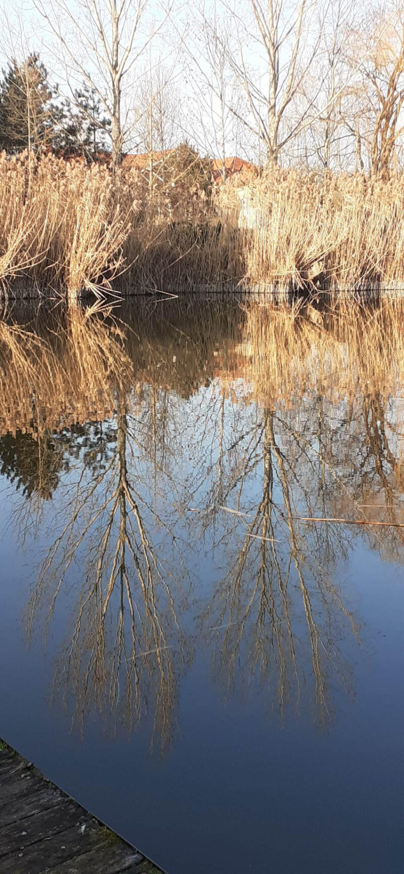 37 / Timár Attila / Hantoskerti-holtág / 2019. 11. 20.