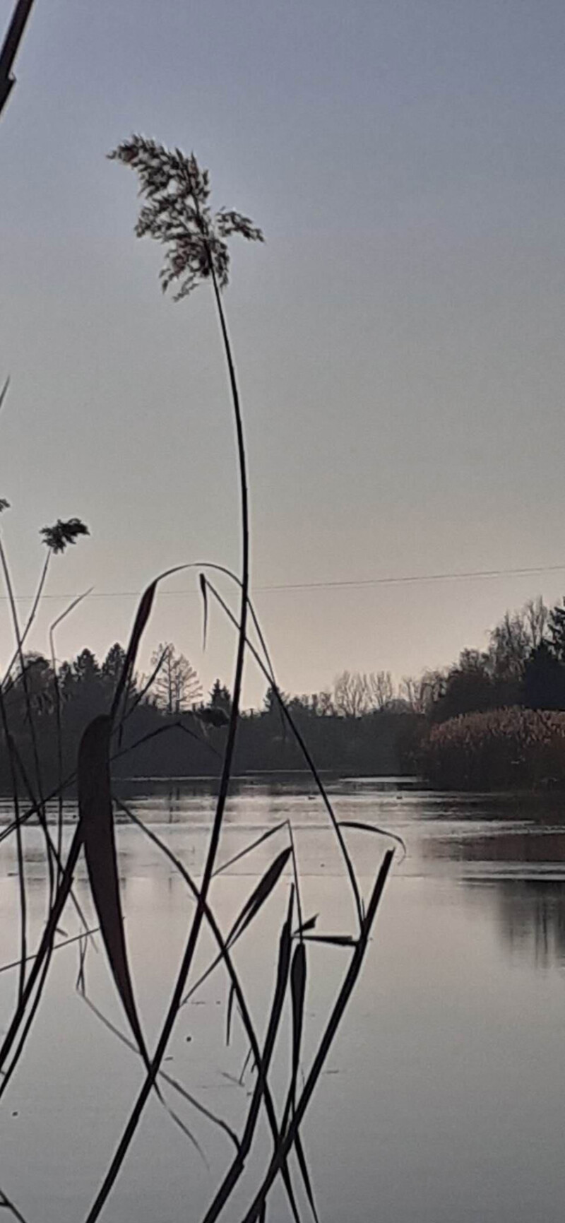 38 / Timár Attila / Hantoskerti-holtág / 2019. 12. 29.