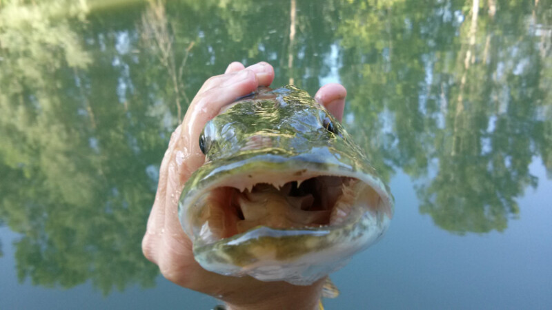 39 / Hidasi Csaba / Kettős-Körös / 2015. 06. 06.