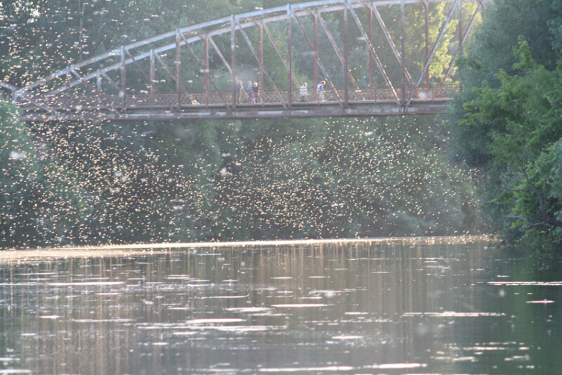 41 / Hidasi László / Kettős-Körös / 2016. 06. 07.