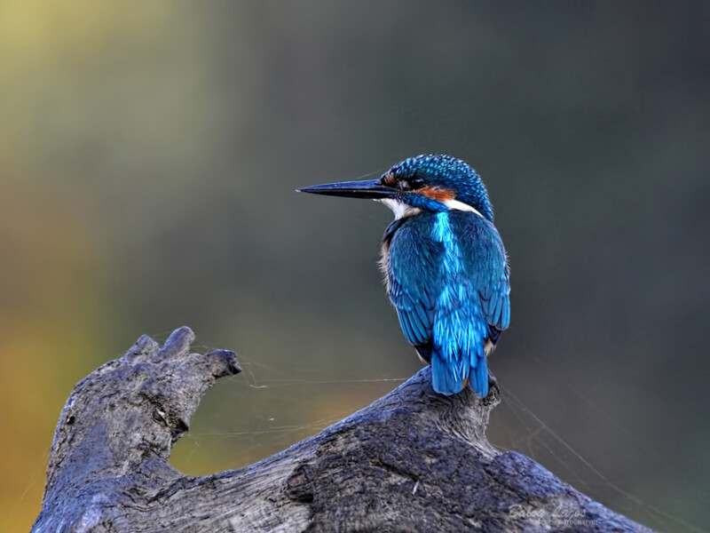 45 / Balog Lajos / Kettős-Körös / 2017. 01. 11.