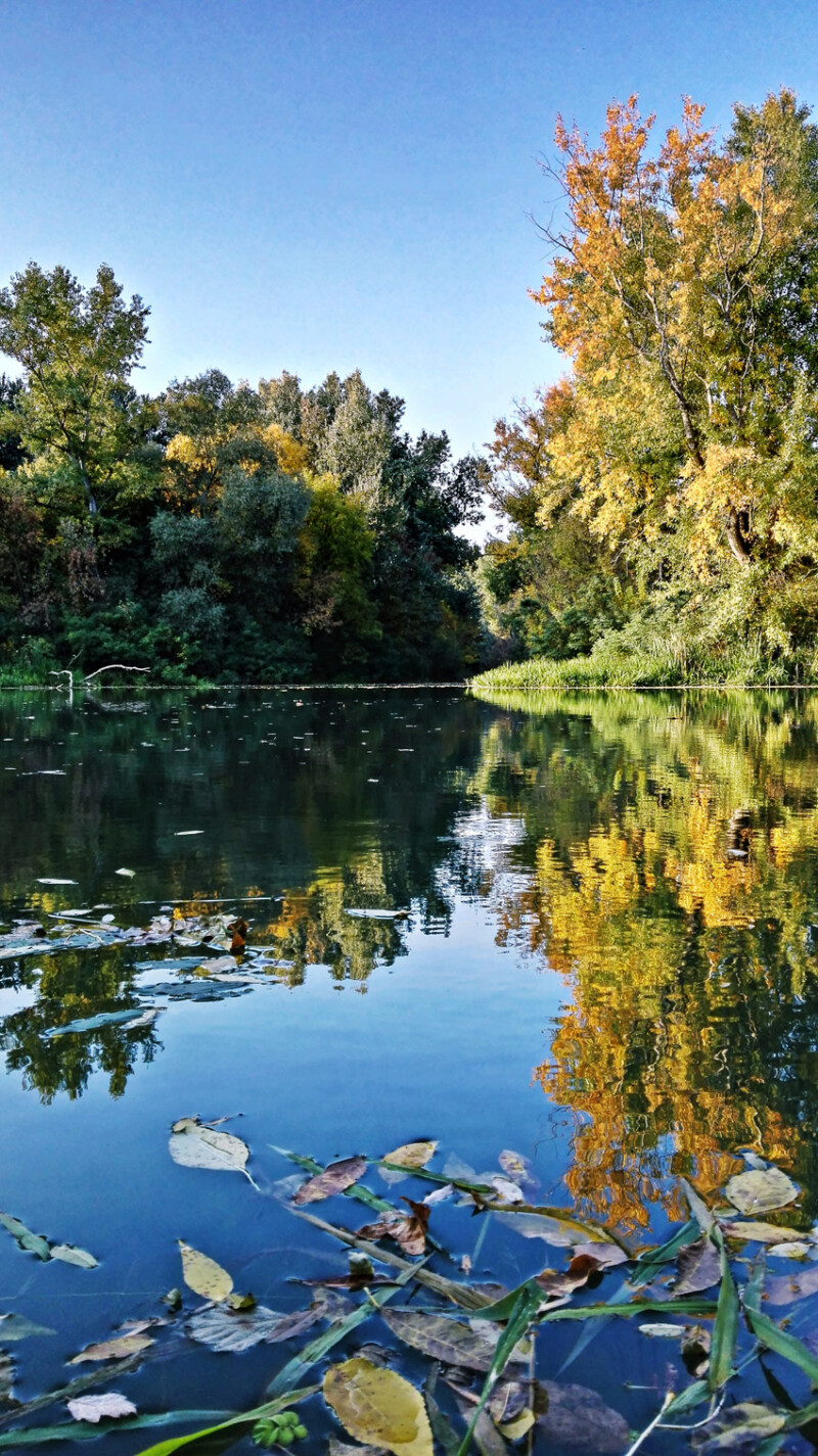 49 / Jónás Mihály / Sebes-Körös / 2018. 10. 08.