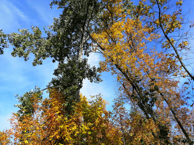 51 / Polgár Cintia / Hortobágy-Berettyó / 2019. 10. 13.