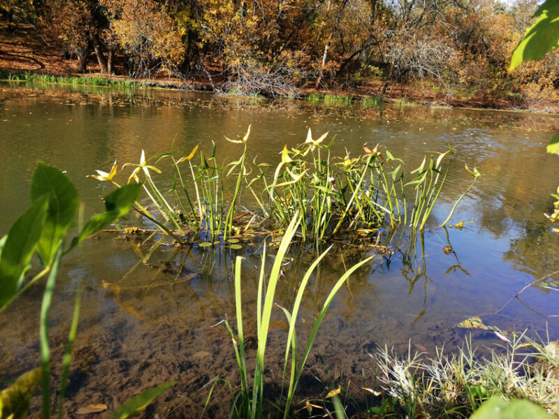 52 / Polgár Cintia / Hortobágy-Berettyó / 2019. 10. 13.