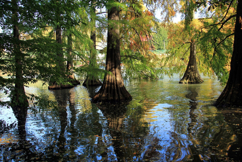 56 / dr. Blahut Károly / Kákafoki-holtág / 2019. 10. 19.