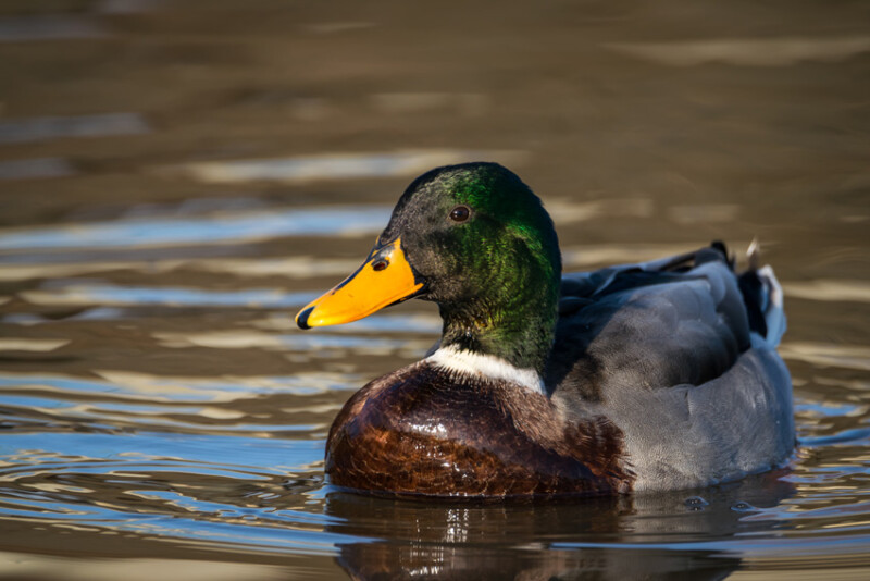 68 / Gecser István / Hortobágy-Berettyó / 2020. 02. 08.