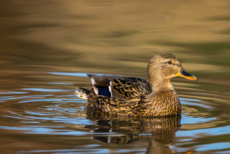 69 / Gecser István / Hortobágy-Berettyó / 2020. 02. 08.