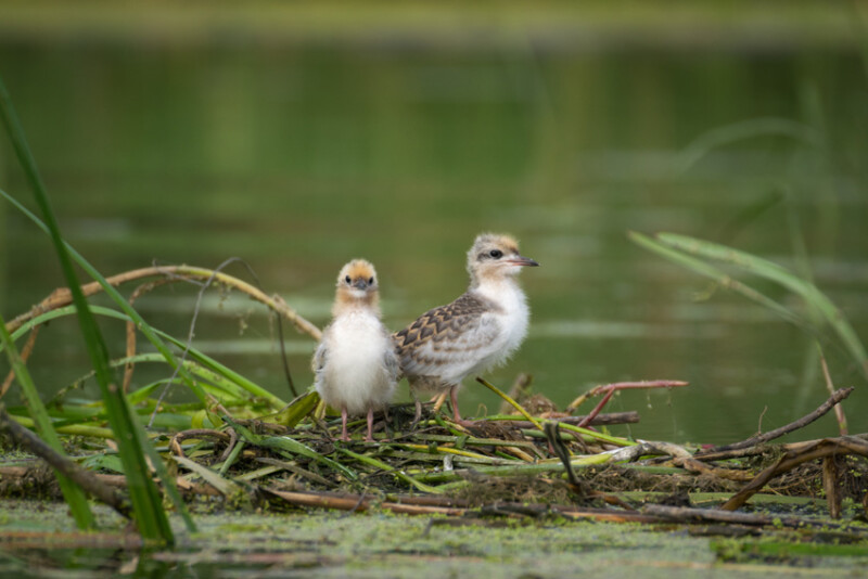 71 / Gecser István / Hortobágy-Berettyó / 2019. 07. 20.