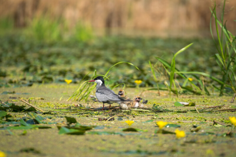 72 / Gecser István / Hortobágy-Berettyó / 2019. 07. 20.