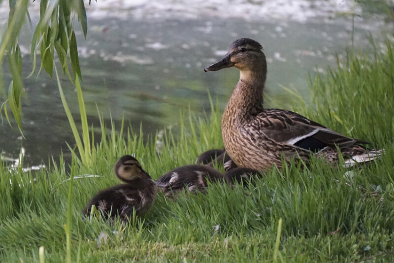 78 / Boldog Zsuzsanna / Élővíz-csatorna / 2016. 05. 20.