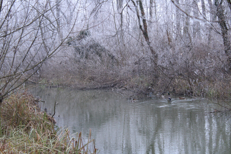 83 / Kulcsár Áron / Élővíz-csatorna / 2020. 01. 04.