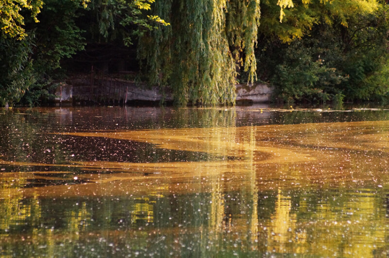 93 / Kesztyüs András / Kákafoki-holtág / 2019. 06. 08.