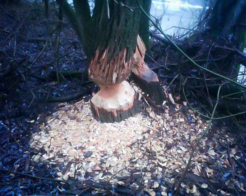 95 / Barna István / Kettős-Körös / 2015. 01. 10.