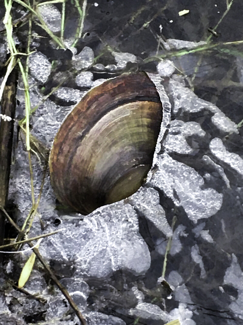 96 / Barna István / Kettős-Körös / 2020. 01. 11.