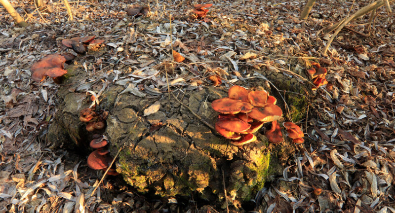 97 / Barna István / Kettős-Körös / 2019. 12. 30.