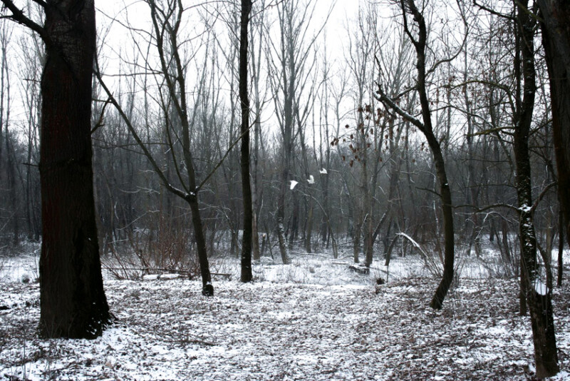 98 / Barna István / Kettős-Körös / 2015. 01. 24.