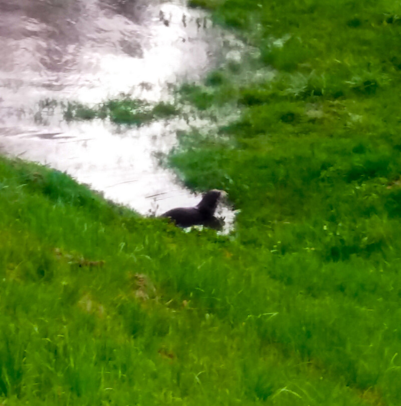 99 / Barna István / Kettős-Körös / 2018. 04. 01.